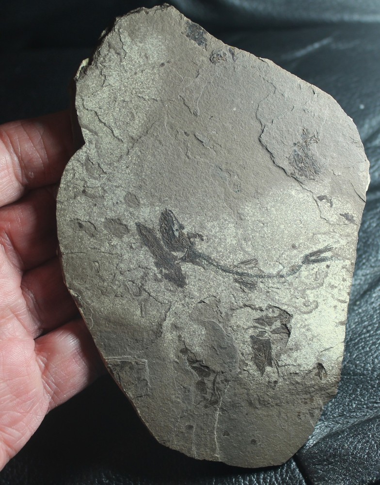 Glossanodon musceli -  Oligocene fossil fish
