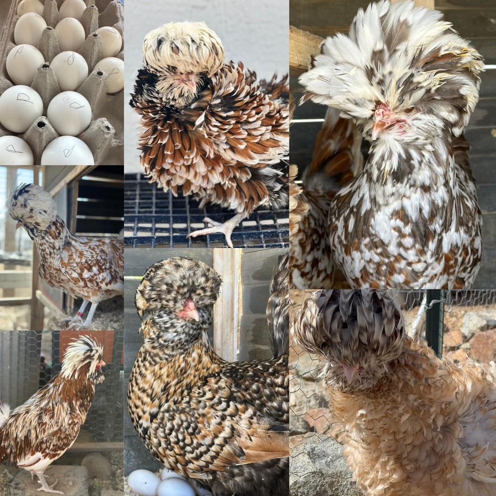 chicken hatching eggs for sale