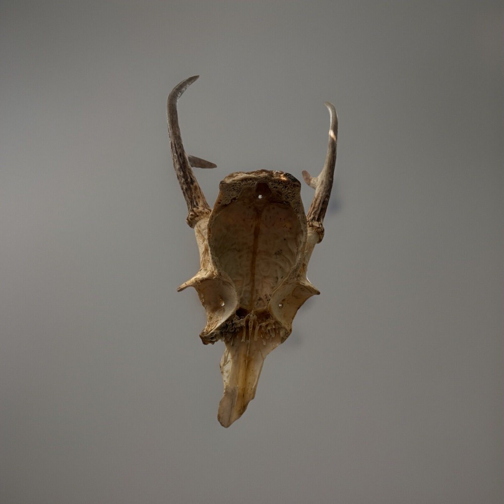 Deer Skull