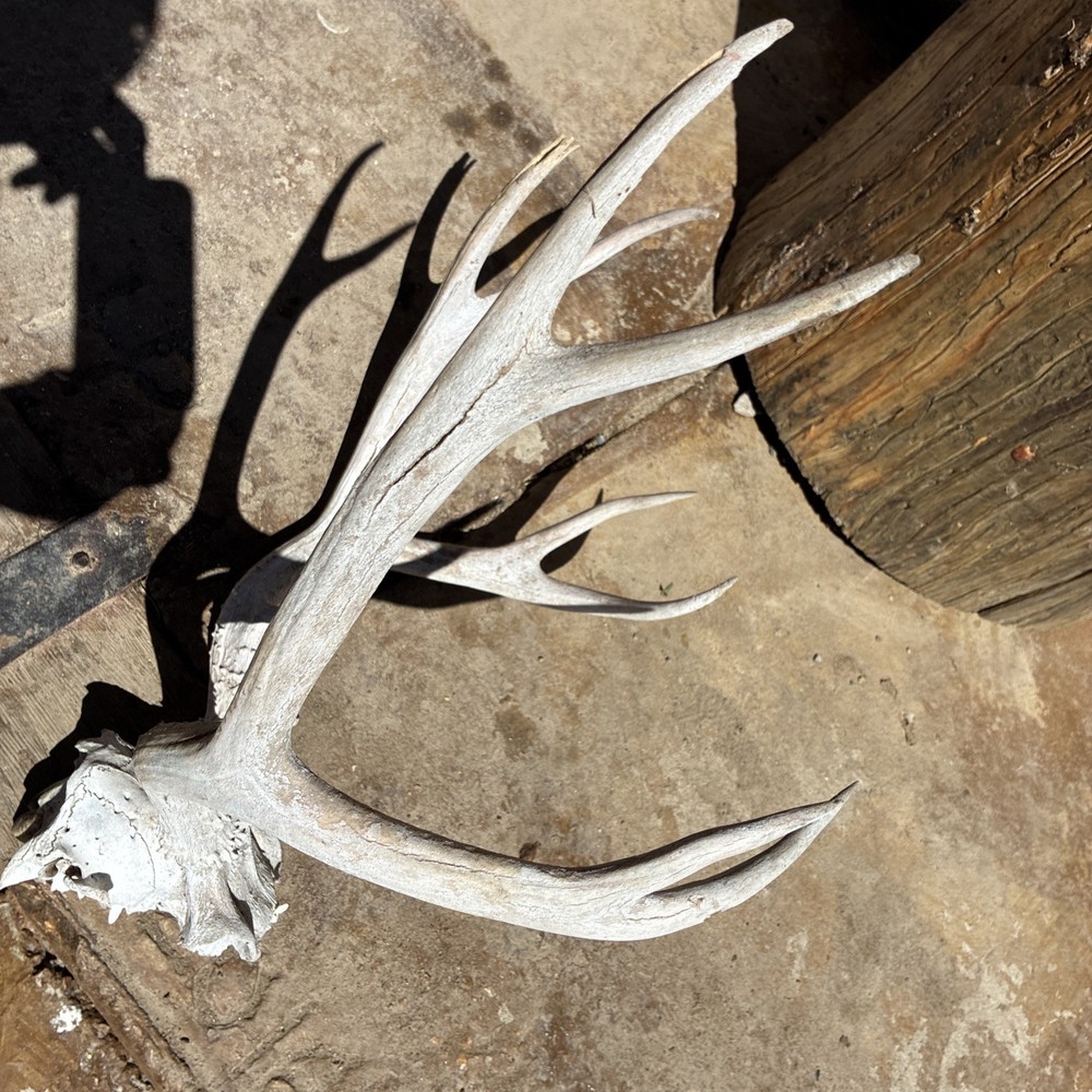 Mule Deer Skull Plate