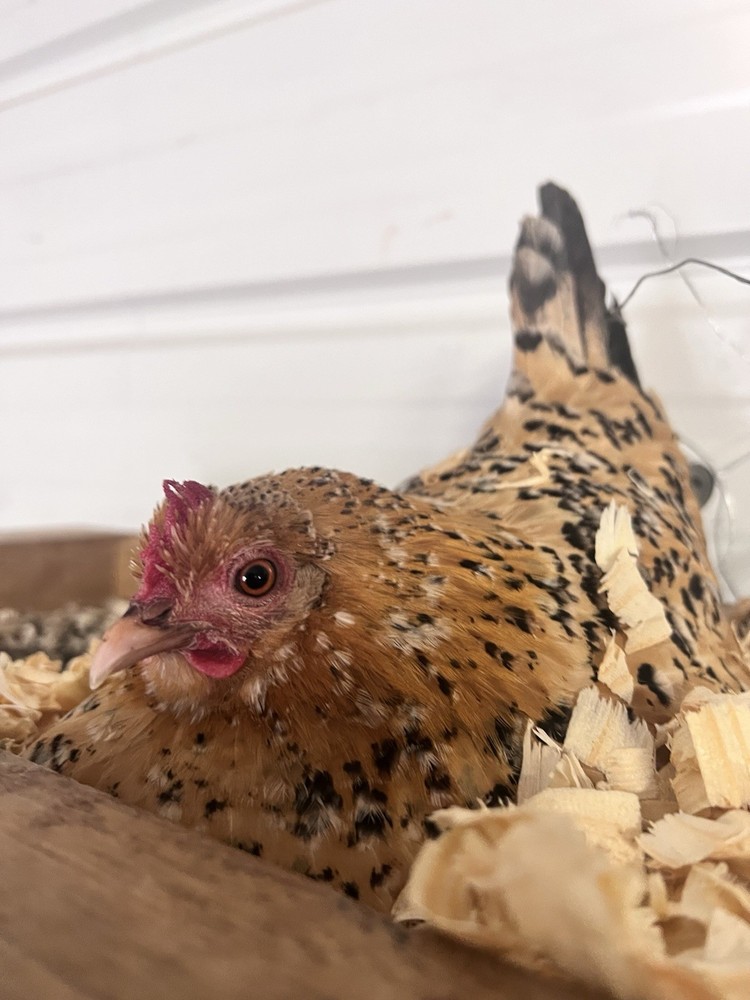 🐦‍🔥 Mille Fleur D'Uccle Bantam E G G S for HATCHING 🐦‍🔥