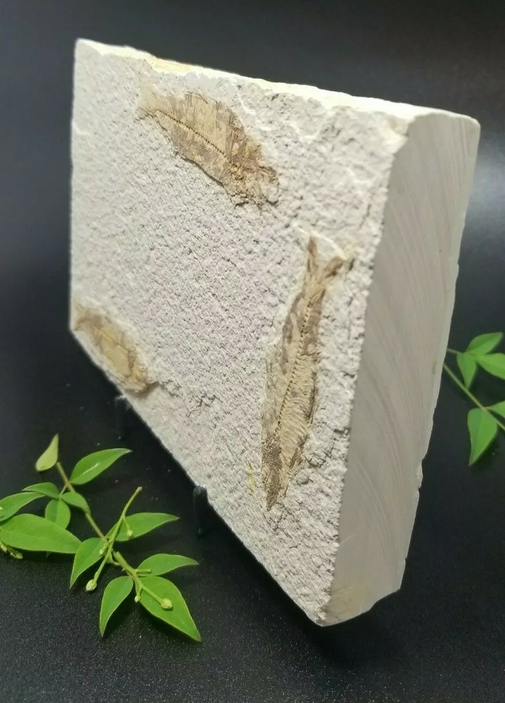 Fish Fossil (FF4) Knightia Eocaena