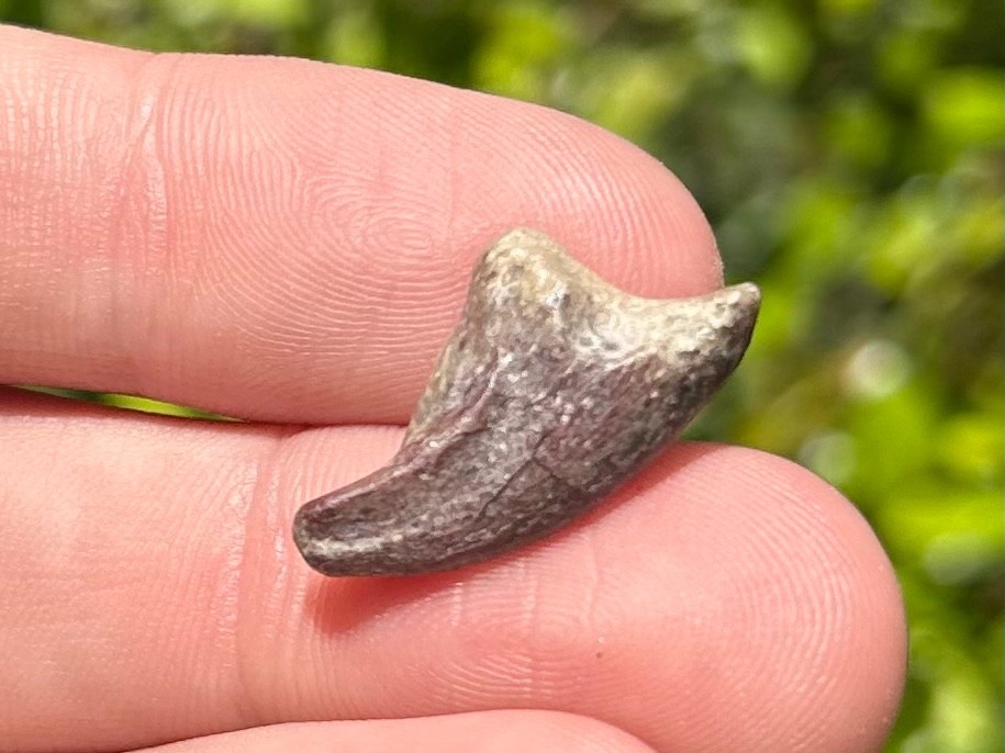 NICE Theropod Dinosaur Claw Fossil from Niger Dino Bones Kryptops Eocarcharia