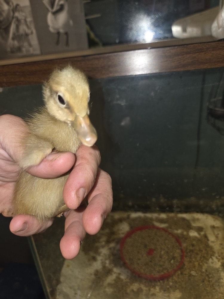 6+ Eggs Indian Runner & Campbell fertilized duck eggs