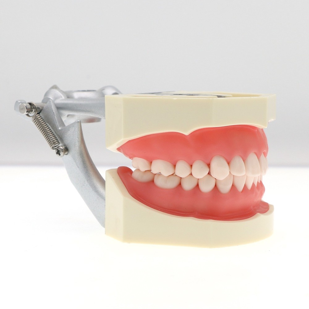 Dental Teeth Model Kit w/ Replaceable Teeth, Implant, Brackets, Mounting Pole