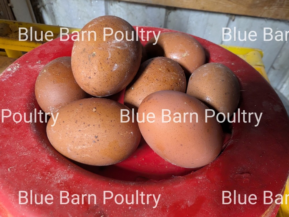 6 Solid Black Marans Chicken Hatching Eggs. Purebred. NPIP.