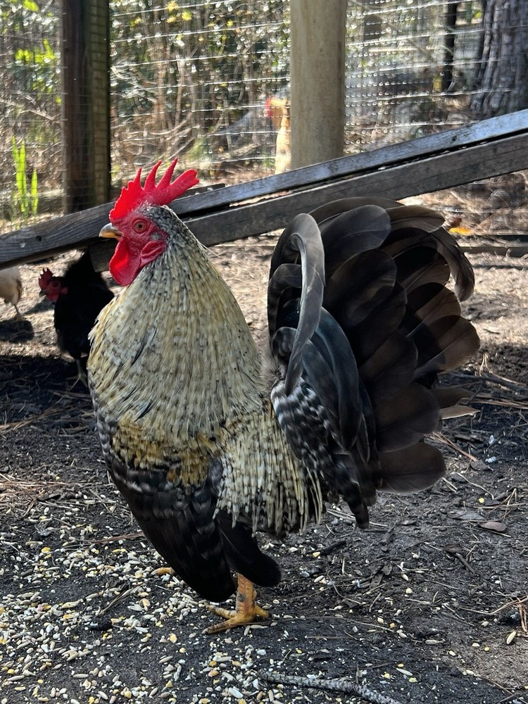 Serama Hatching Eggs *various feather* 10eggs +extra