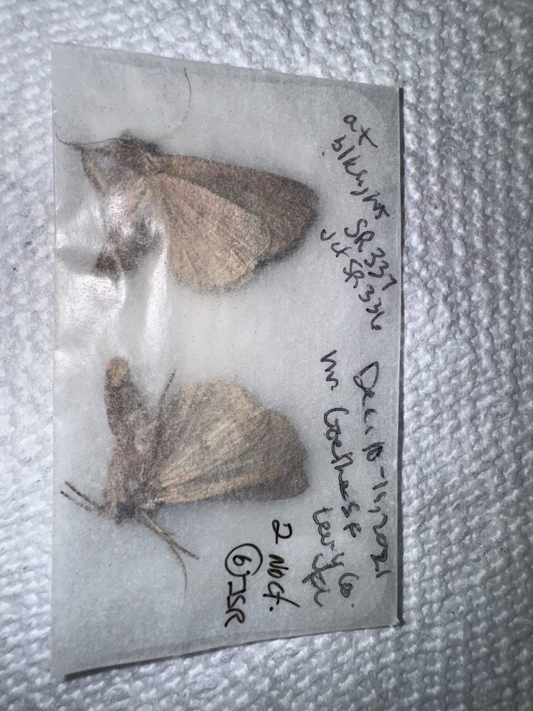 JSR 2 Beautiful Noctuid Moth #6