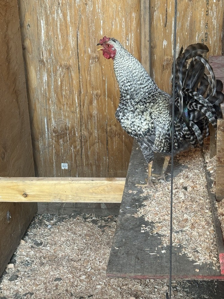 Barred rock Fertilize Hatching 12 Eggs