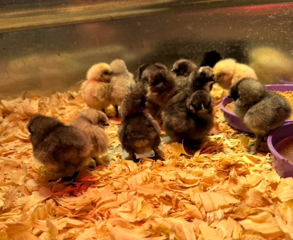 Silkie Hatching Eggs 12+, Multi Colored, Possible Frizzle