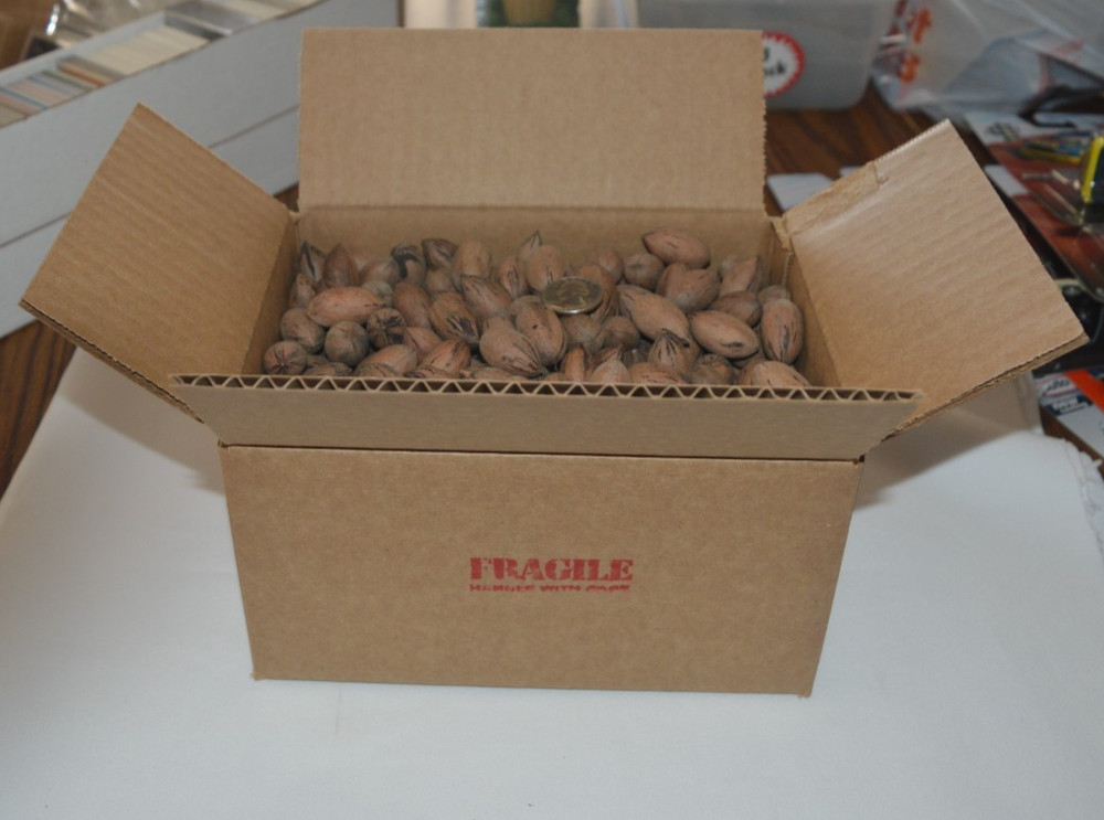 2025 CROP TEXAS NATIVE PECANS FOR SQUIRRELS - 4 POUNDS !!