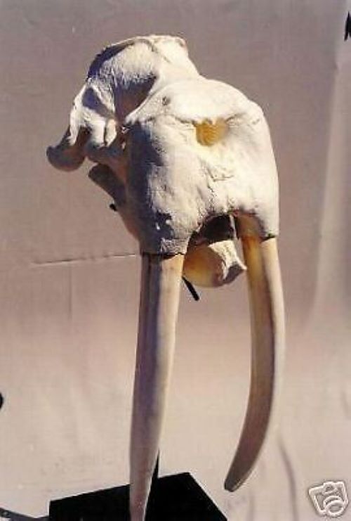 WALRUS SKULL -Replica
