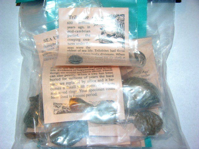 Fossil kit educational w/10 different fossils info & geological time card plus