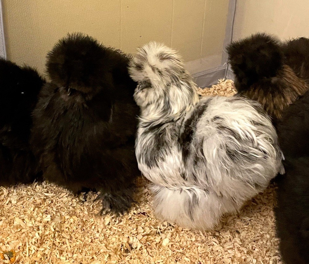6 quality Silkie Hatching Eggs