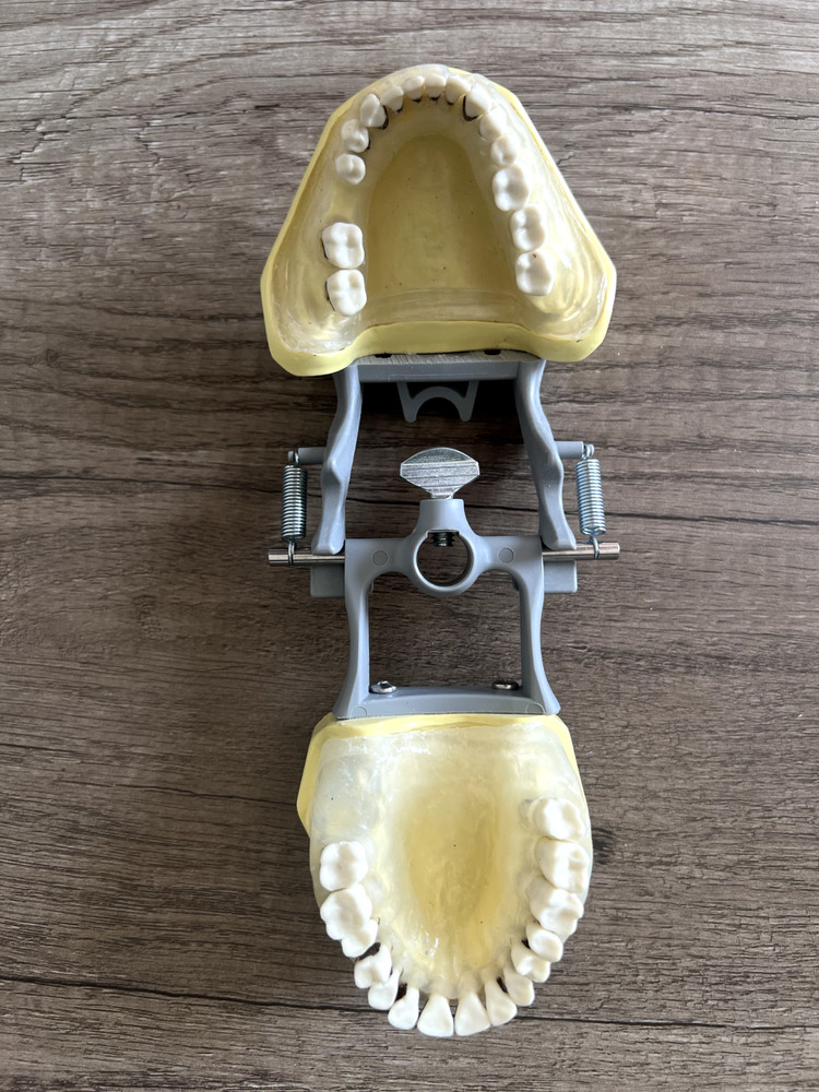Nissin Periodontal Typodont Includes Both Upper And Lower Arch