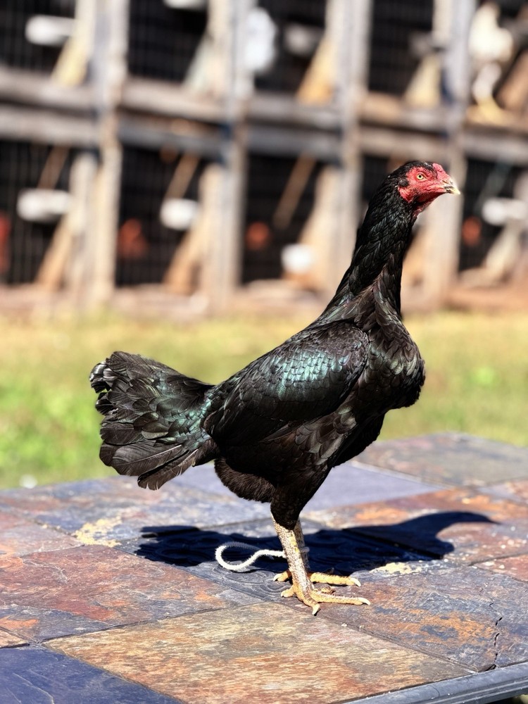 Thai Chicken Hatching eggs