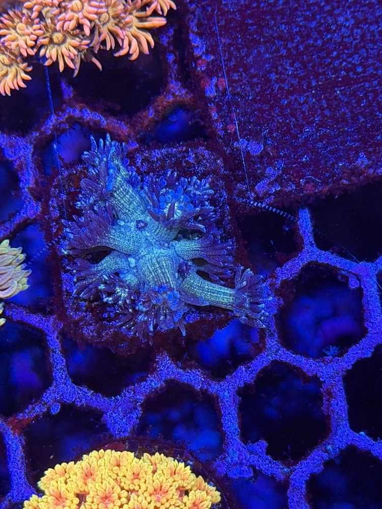 Rare Blue Glitter Goni