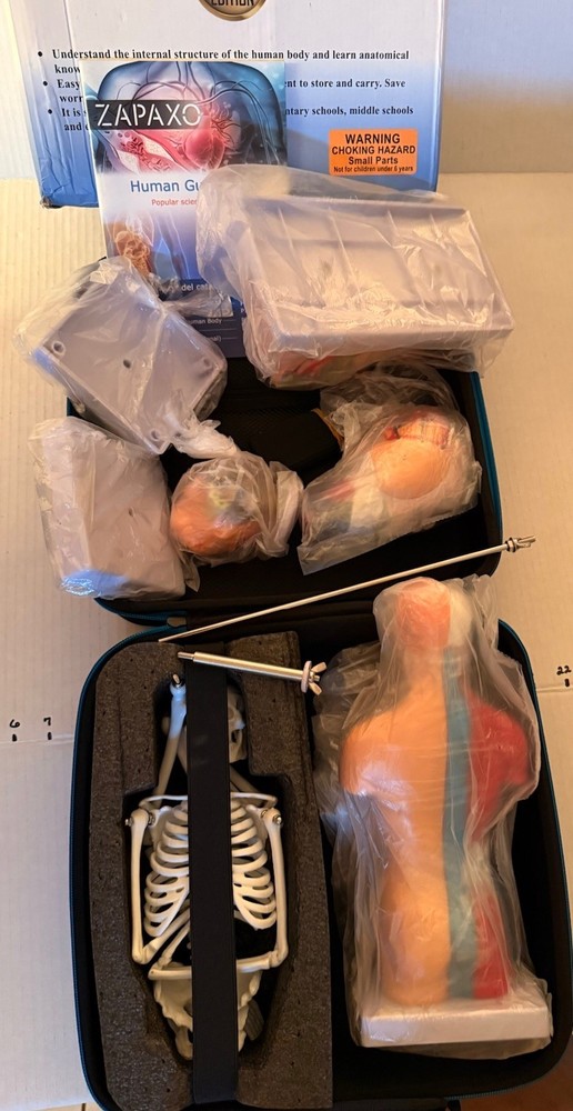 Human Anatomy Science Education Model Set