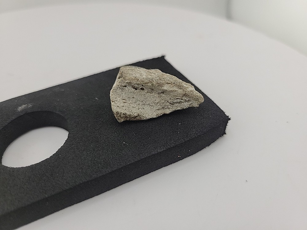 Triceratops Fossil Tooth
