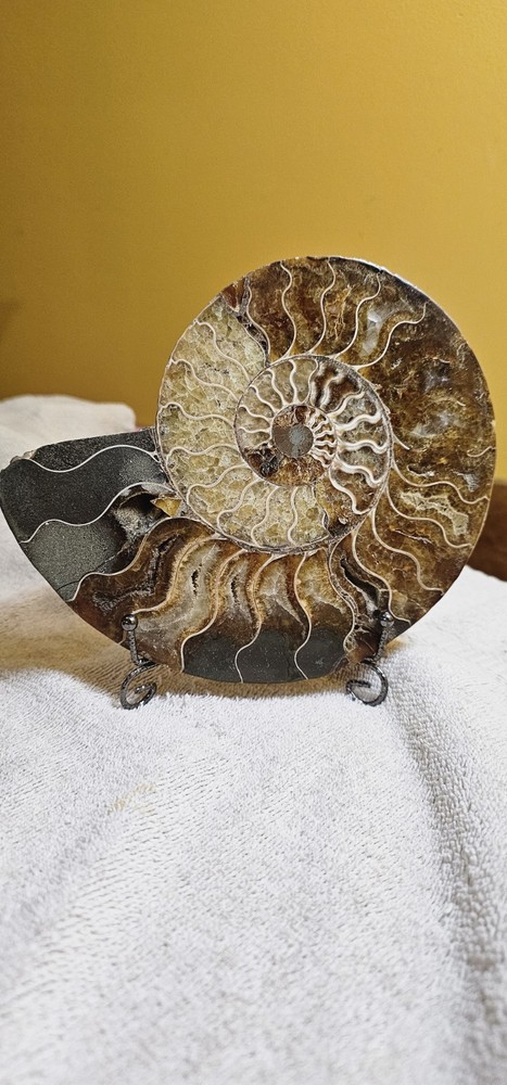 Ammonite Natural Pair