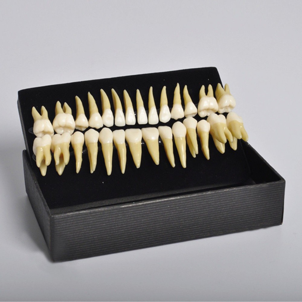 28 Pcs Dental Lab 1:1 Full Permanent Teeth Demonstration Study Teach Model #7008