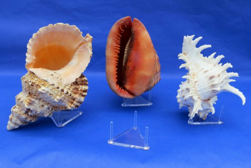 *#Triangle 1.5" Three (3) Peg Display Stand Minerals Fossils Crystals Seashells