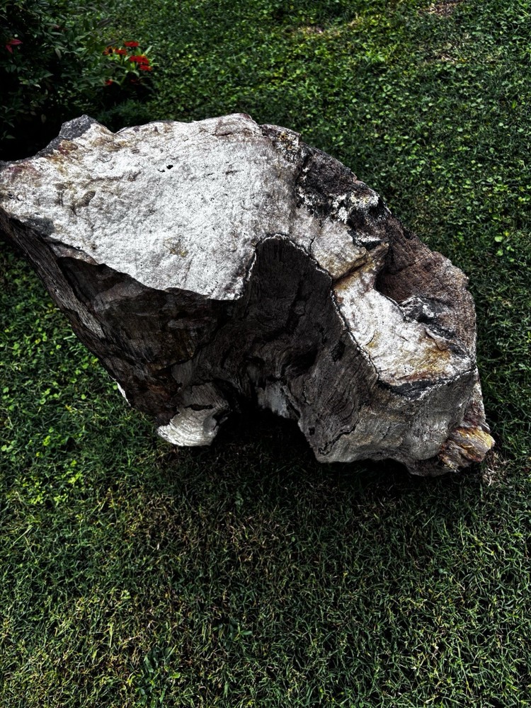 Large Petrified Wood Log