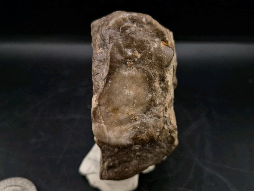 Egg Fossil Reptile 🦎 Permineralized