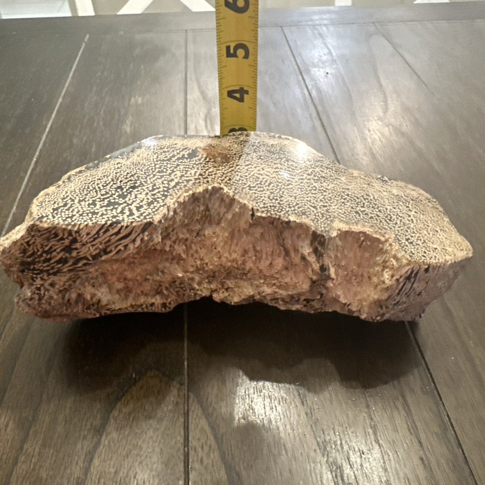 Petrified Palm Wood 2.7kg / 6lbs