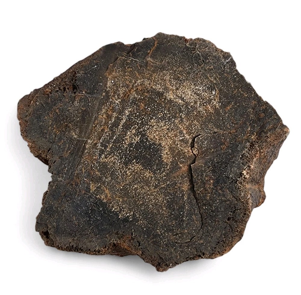 Petrified Wood Rough 400.4 grams.