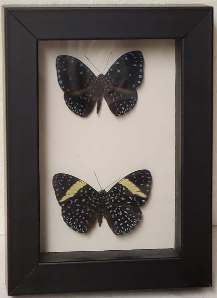 Real framed pair Starry Night butterflies in custom shadowbox