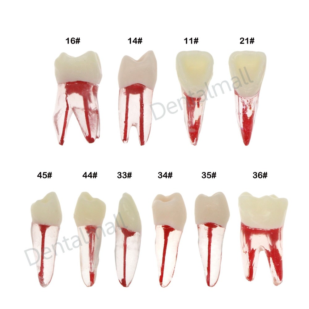 10 Size Dental Root Canal Practice Model Teeth for Pulp Study RCT Endo File