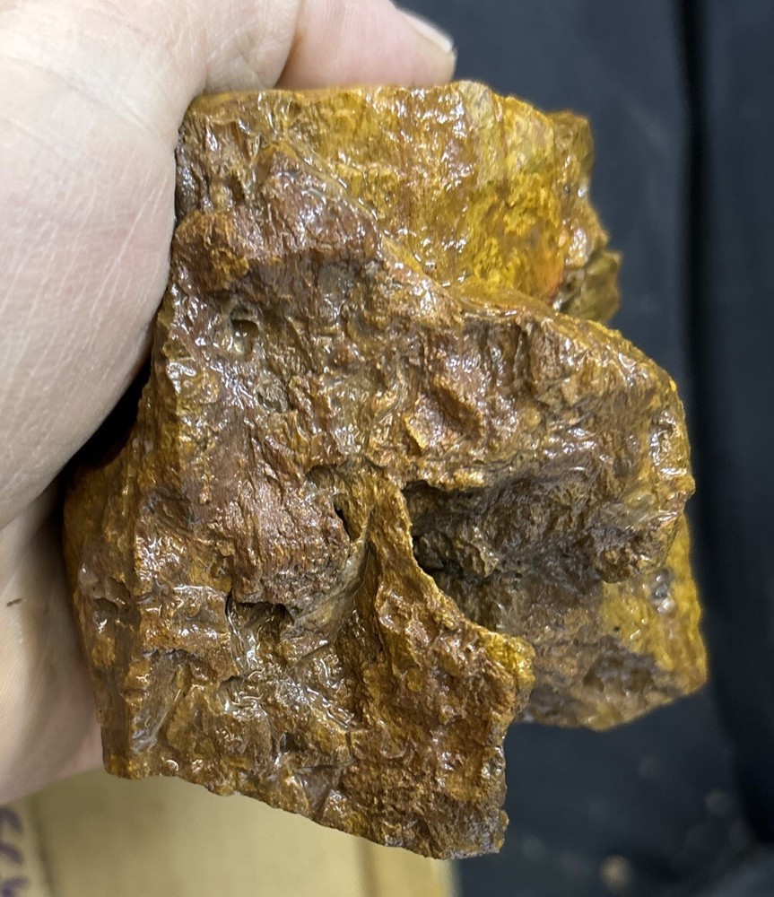 Colorful petrified wood