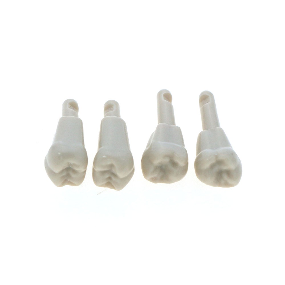 Dental 32 Pcs Tooth Model fit for KaVo Basic Model Teeth Retention Mechanism