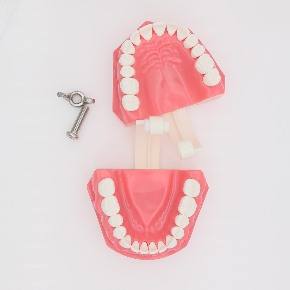 US Dental Teach Typodont Demonstration Teeth Model for Patient Study M7010-1/2