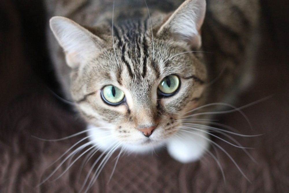 bladder support for cats - CAT URINARY TRACT SUPPORT 3B- cat urinary support