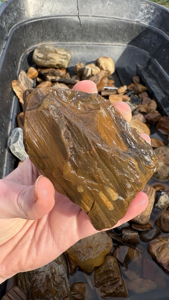 PNW Agatized Petrified Wood from Washington State