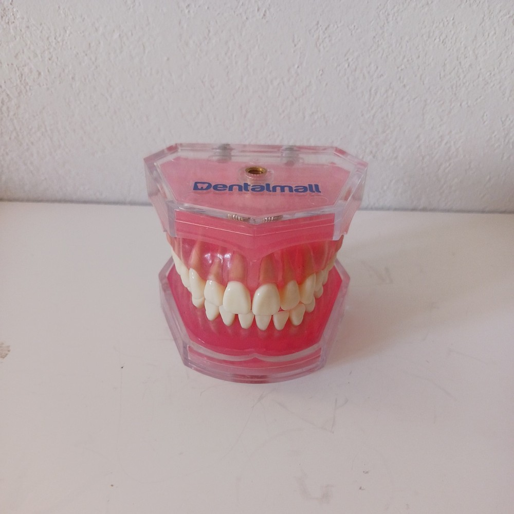 Dental Demonstration Teeth Model - Standard Study Teaching Model