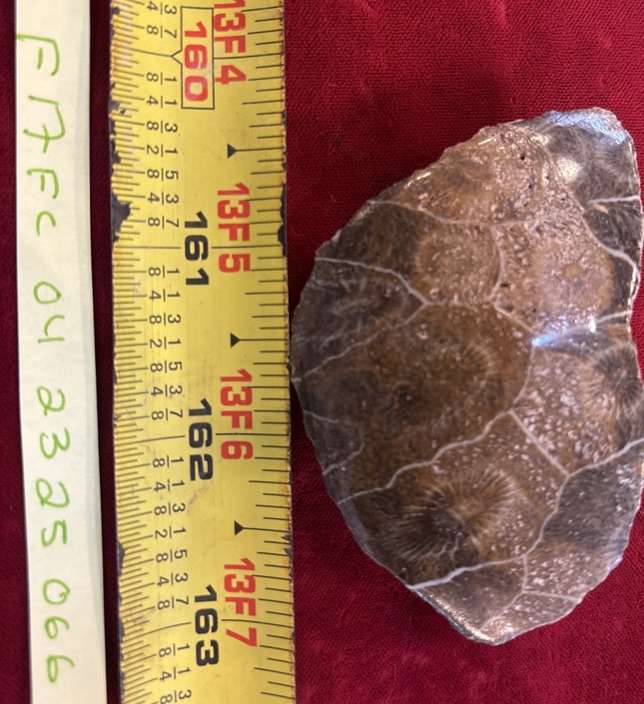 Petrified Coral End Polished