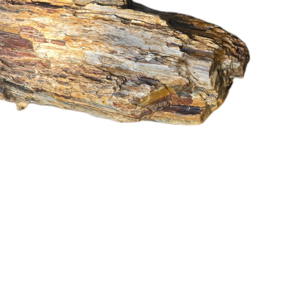 6lb Petrified Wood