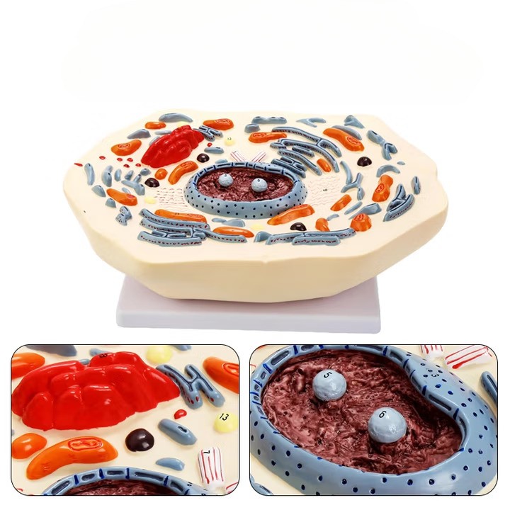 Animal Cell Mitosis Structure Magnify Model Animal Cell Model