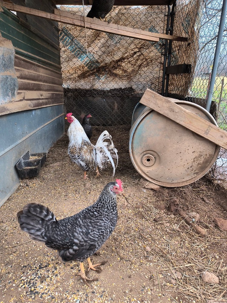 6 D Pure Hatching Eggs