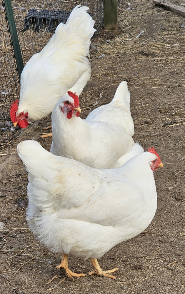 12 Rhode Island White Hatching Eggs