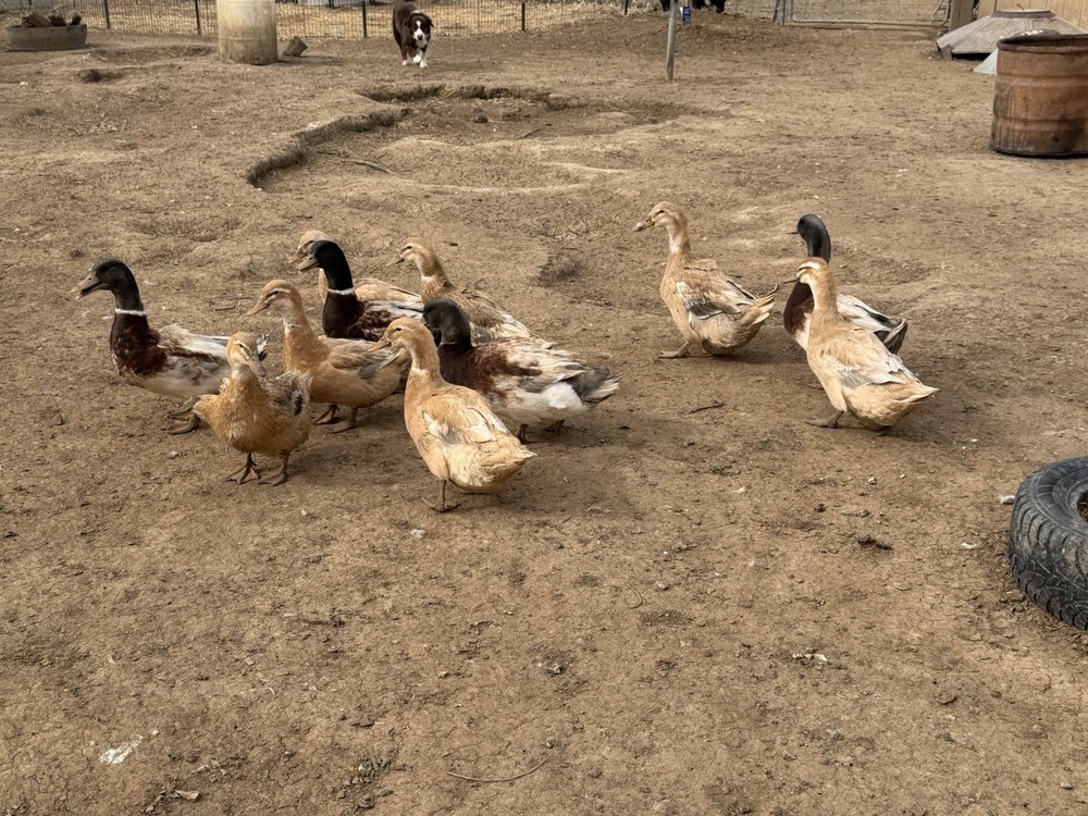 Saxony Duck Hatching Eggs
