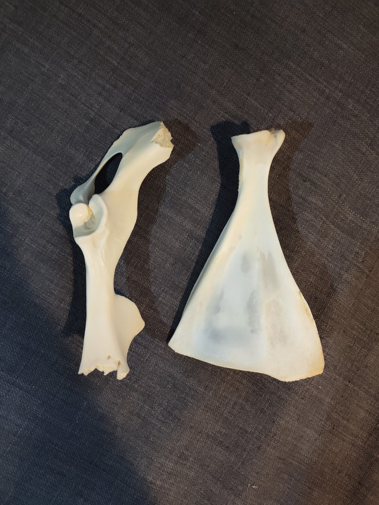Scapula and Pelvic Bone from Unknown Animal