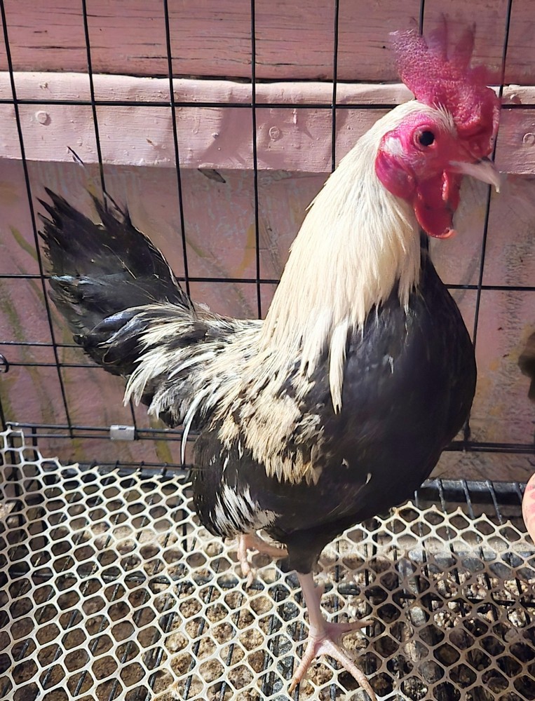 12+ Serama Hatching Eggs 🐣 Serama x Bantam Mix Tiny Pet Chickens