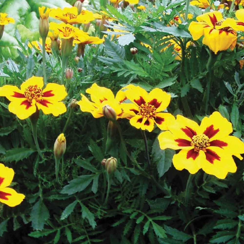 Silver Circle Growing Flowers Classroom Kit