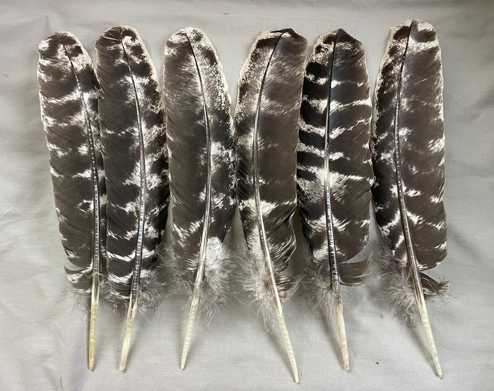 12 - Grade #1 Large Washed Out Bronze Turkey Secondary Wing Feathers