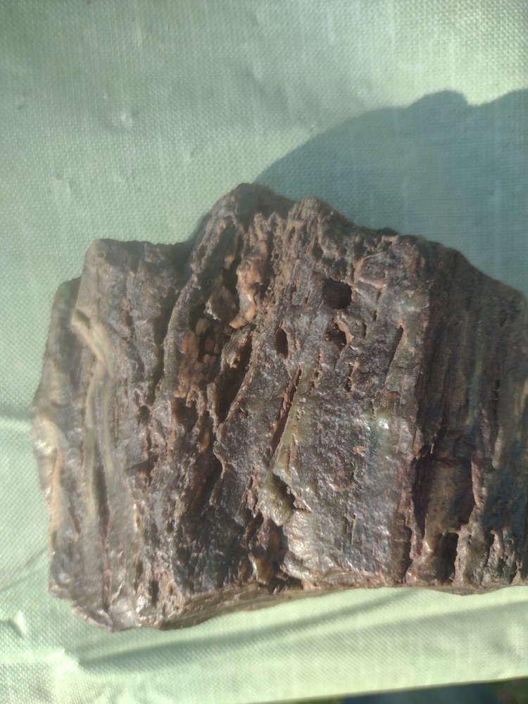 Petrified Wood Hampton Butte, OR