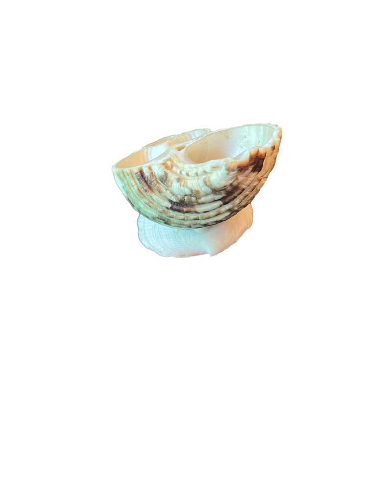 Miniature Seashell Figurine Trinket